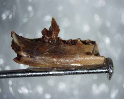 cf. Leptictis
