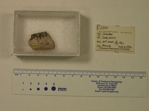 Archaeohyrax suniensis