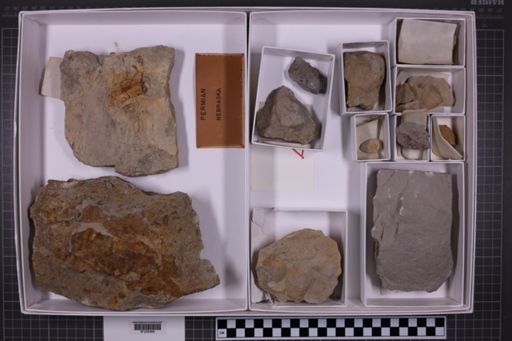 mixed taxa, stratigraphic collection
