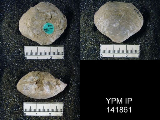 Athyris royssii