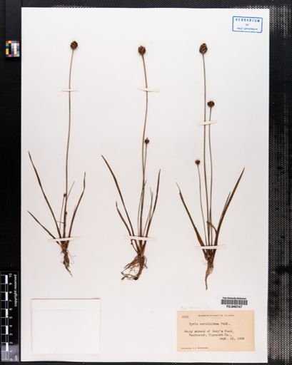 Xyris caroliniana