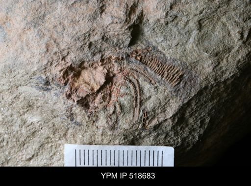 Macrocystella sp.