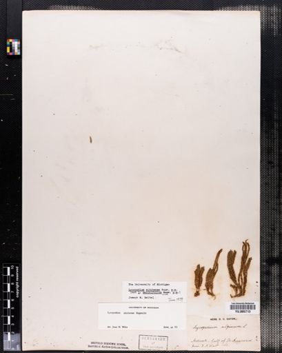 Lycopodium