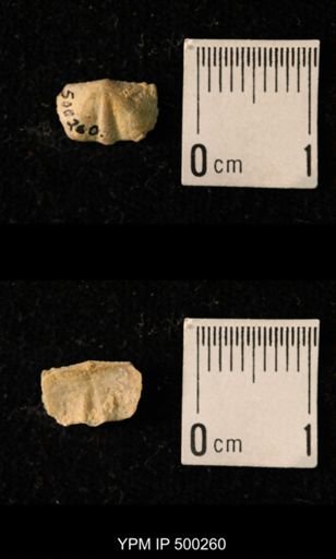 Mesolobus mesolobus decipiens