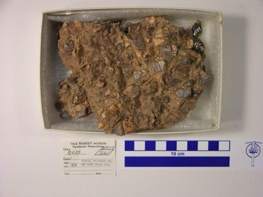 Lepisosteus sp.