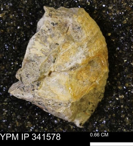Scaphites sp.