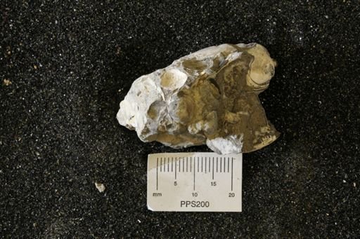 undet. Bivalvia