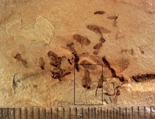 undet. Auchenorrhyncha