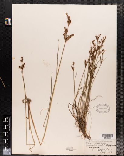 Juncus brevicaudatus