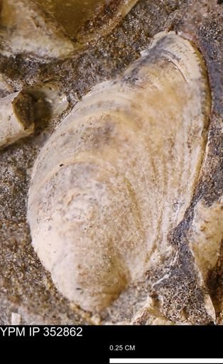undet. Bivalvia