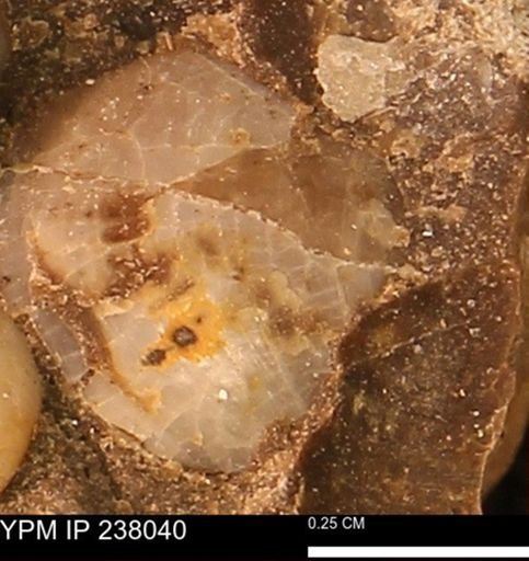 Protocardia subquadrata