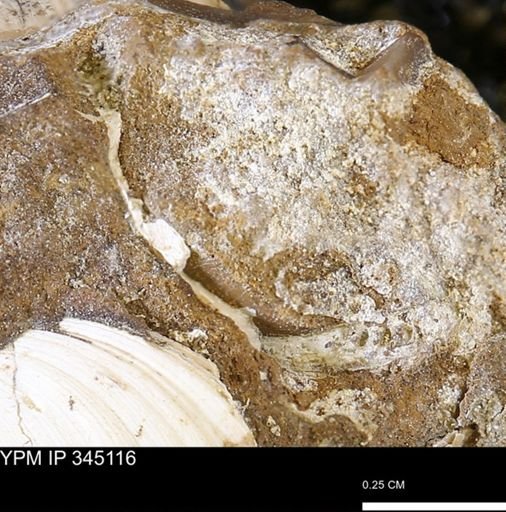 undet. Bivalvia