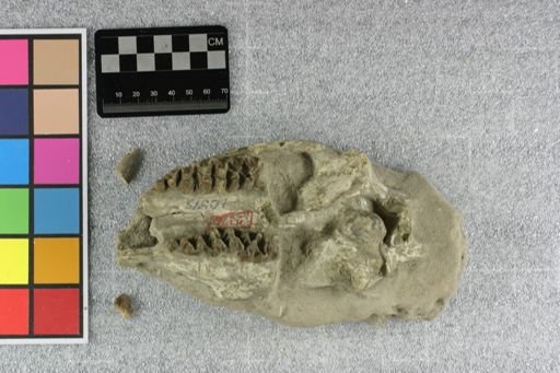 Elomeryx armatus