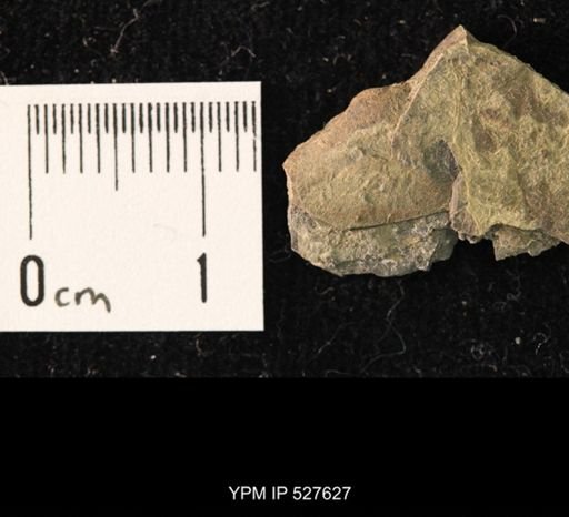 undet. Bivalvia