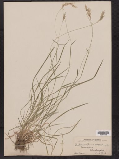 Anthoxanthum odoratum