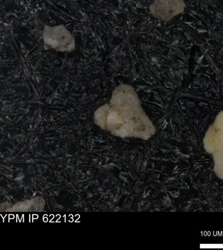 undet. Foraminiferida