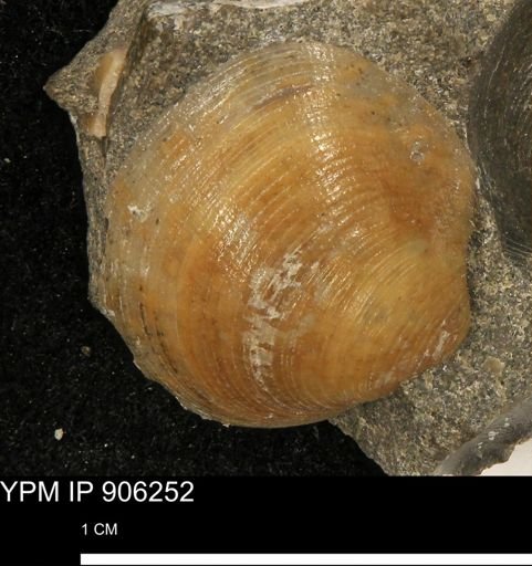 Limopsis striatopunctatus
