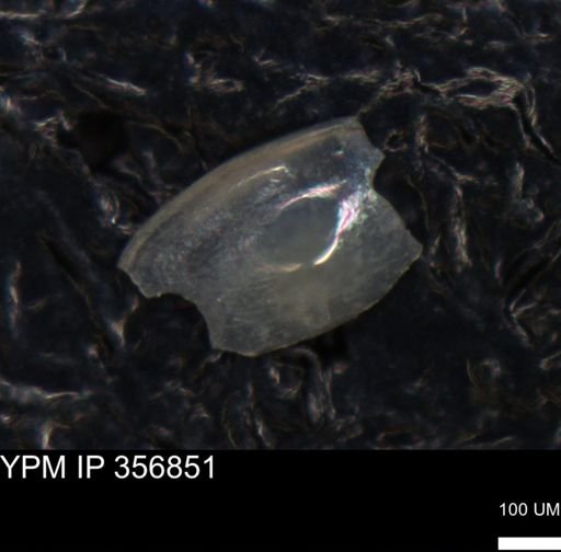 undet. Ostracoda