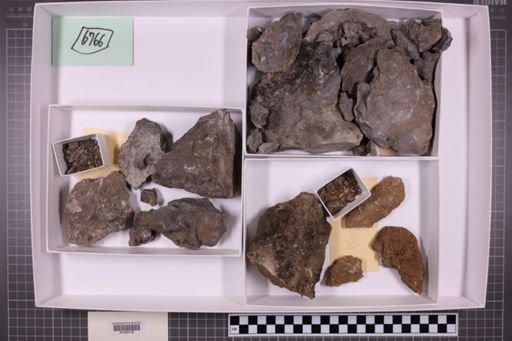 mixed taxa, stratigraphic collection