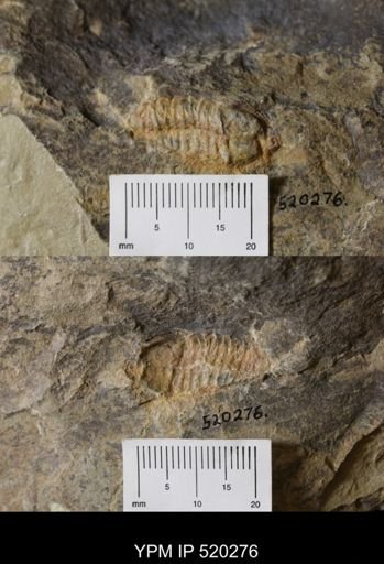 undet. Trilobita