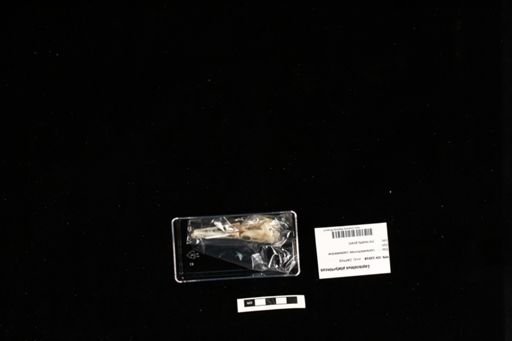 Lepisosteus platyrhincus