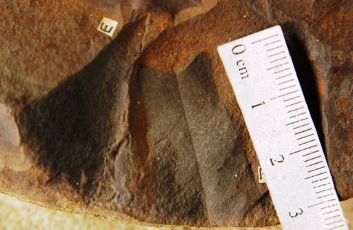Liriodendropsis constricta