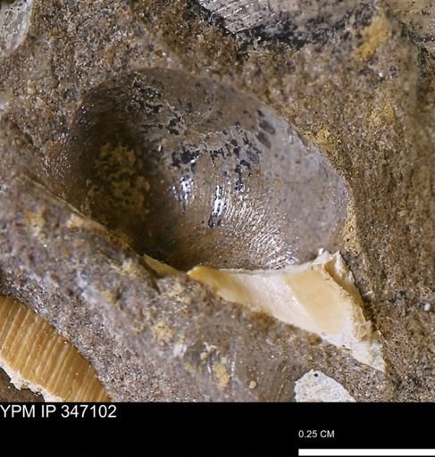 Limopsis striatopunctatus