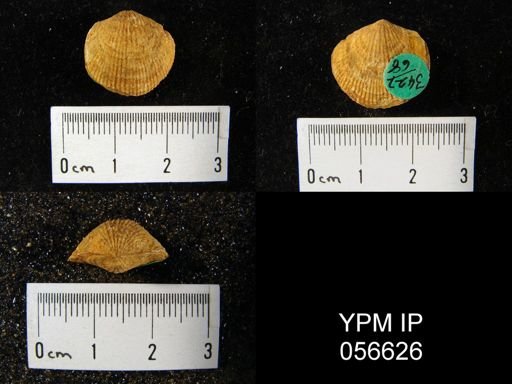 Atrypa reticularis