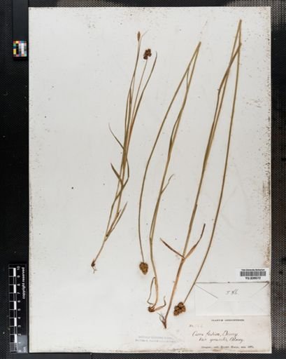 Carex