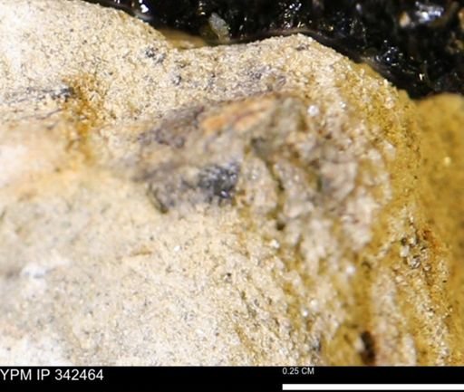 undet. Mollusca