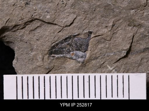 Ogygopsis sp.