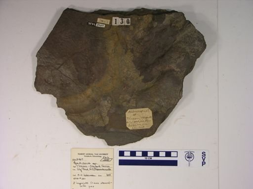 Apatichnus sp.