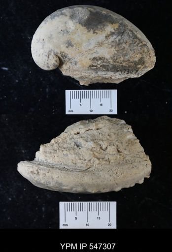 Haliotis tuberculata?