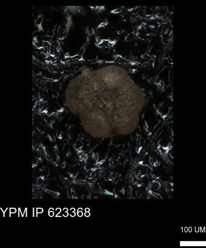 undet. Globigerinina