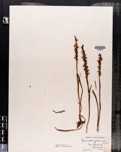 Spiranthes vernalis