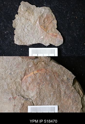 undet. Arthropoda