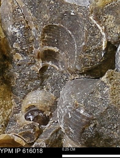 Drepanochilus sp.