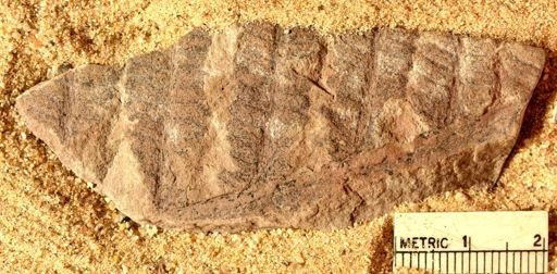Pecopteris