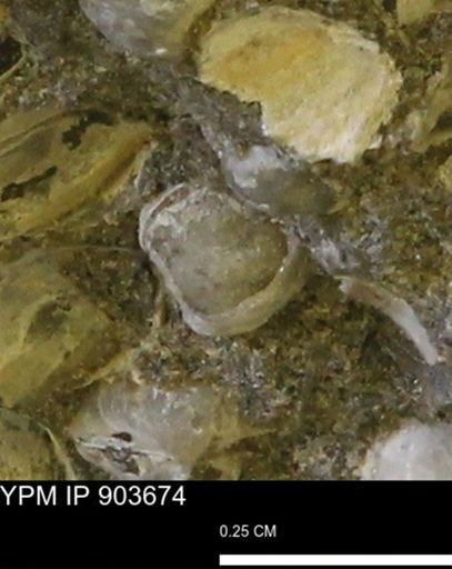 Corbulamella sp.