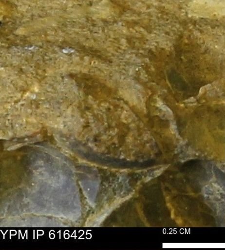 Protocardia subquadrata