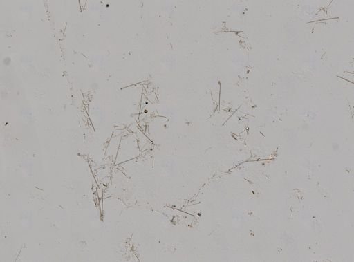 Clionidae