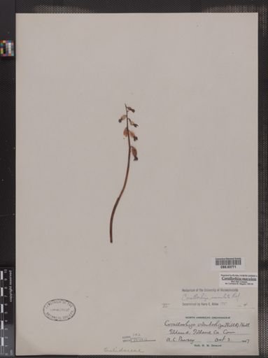 Corallorhiza maculata