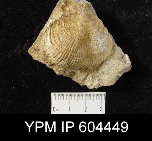 Dictyoclostus sp.