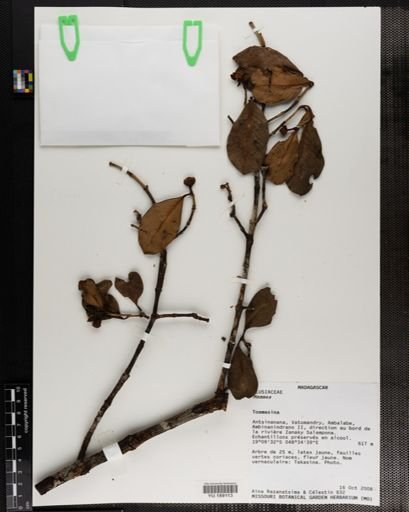 Plantae