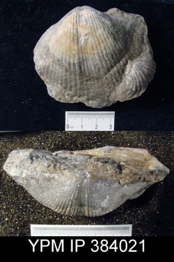 Costispirifer sp.