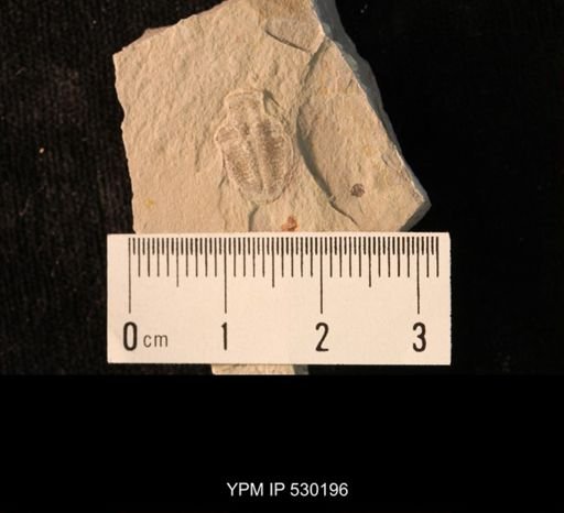 Elrathia kingi