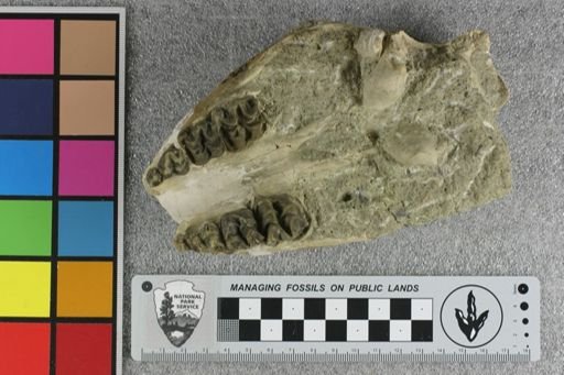 Elomeryx armatus