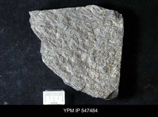 Tentaculites gyracanthus