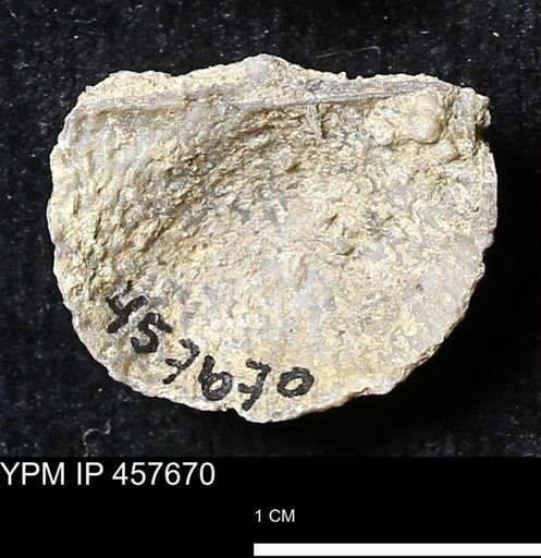 Helaspis sp.
