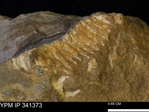 Scaphites sp.